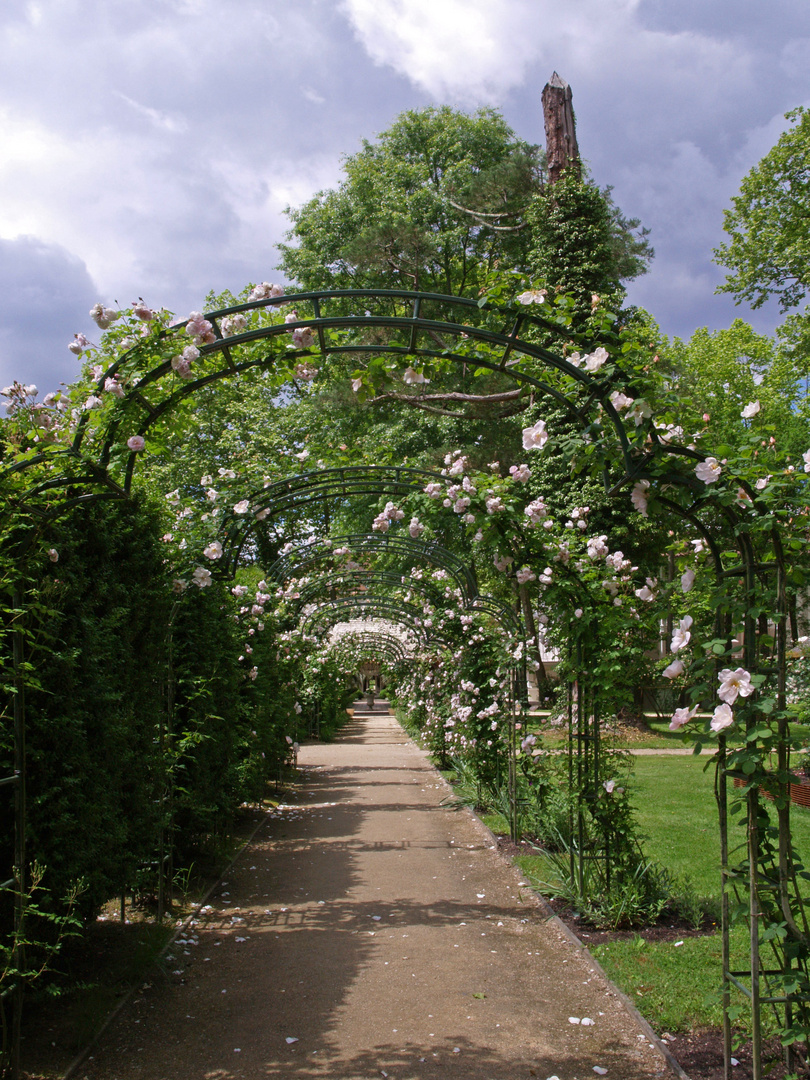 Tonnelle de rosiers dans le parc des „Prés d’Eugénie“