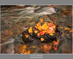 Tonos de Otoño