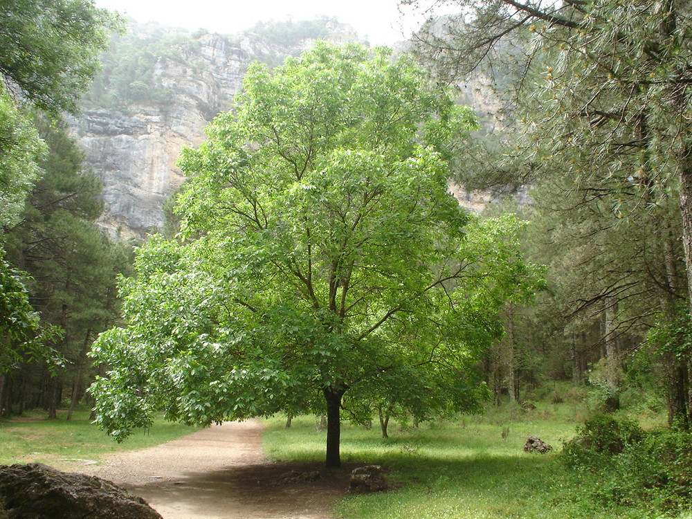 tonos verdes