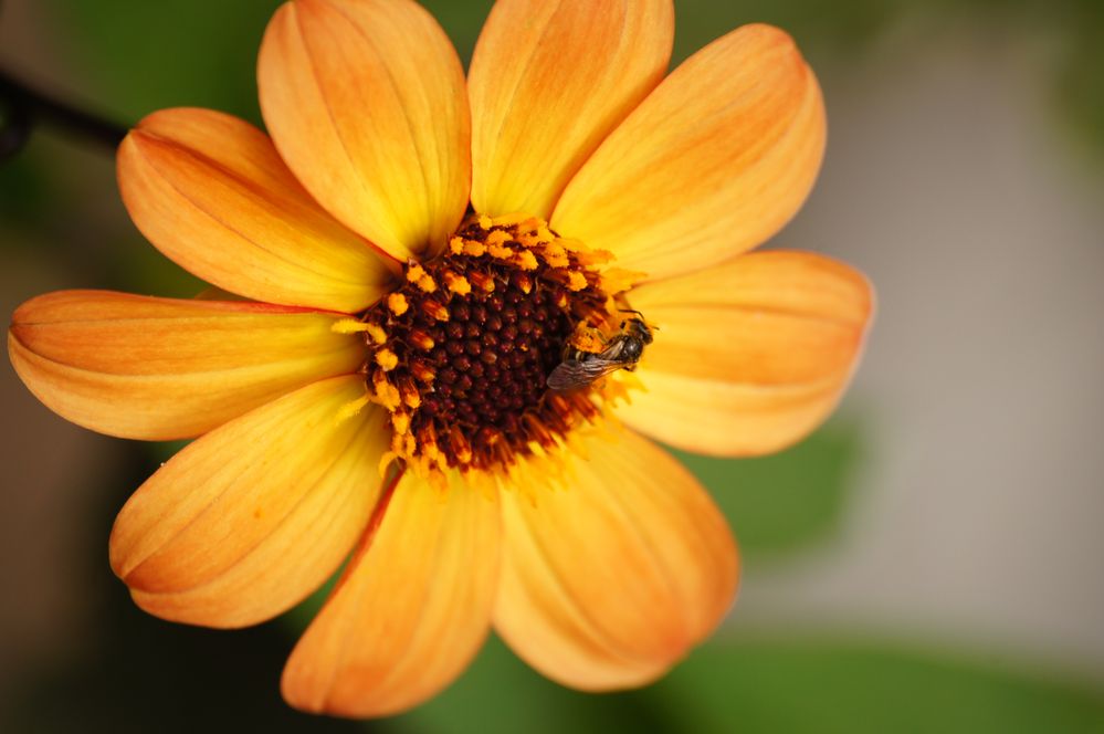 tons orangés pour une jolie fleur