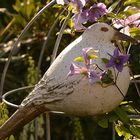 Tontaube mit Clematis (Waldrebe)