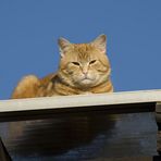 Tonto auf dem Sonnendeck ...