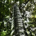 Tony Craggs Photon (2008, Edelstahl). Skulpturenpark Waldfrieden, Wuppertal 2022