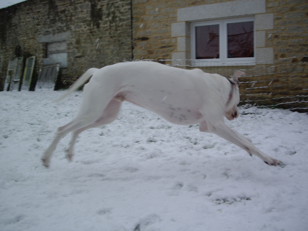 tony en plein imitation d'un saut de bambi le cerf