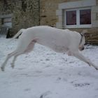 tony en plein imitation d'un saut de bambi le cerf