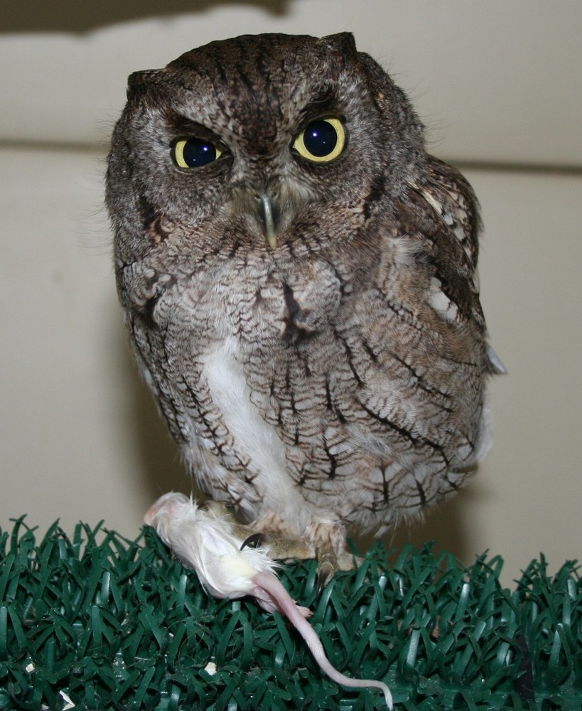 "Tony" the Screech owl