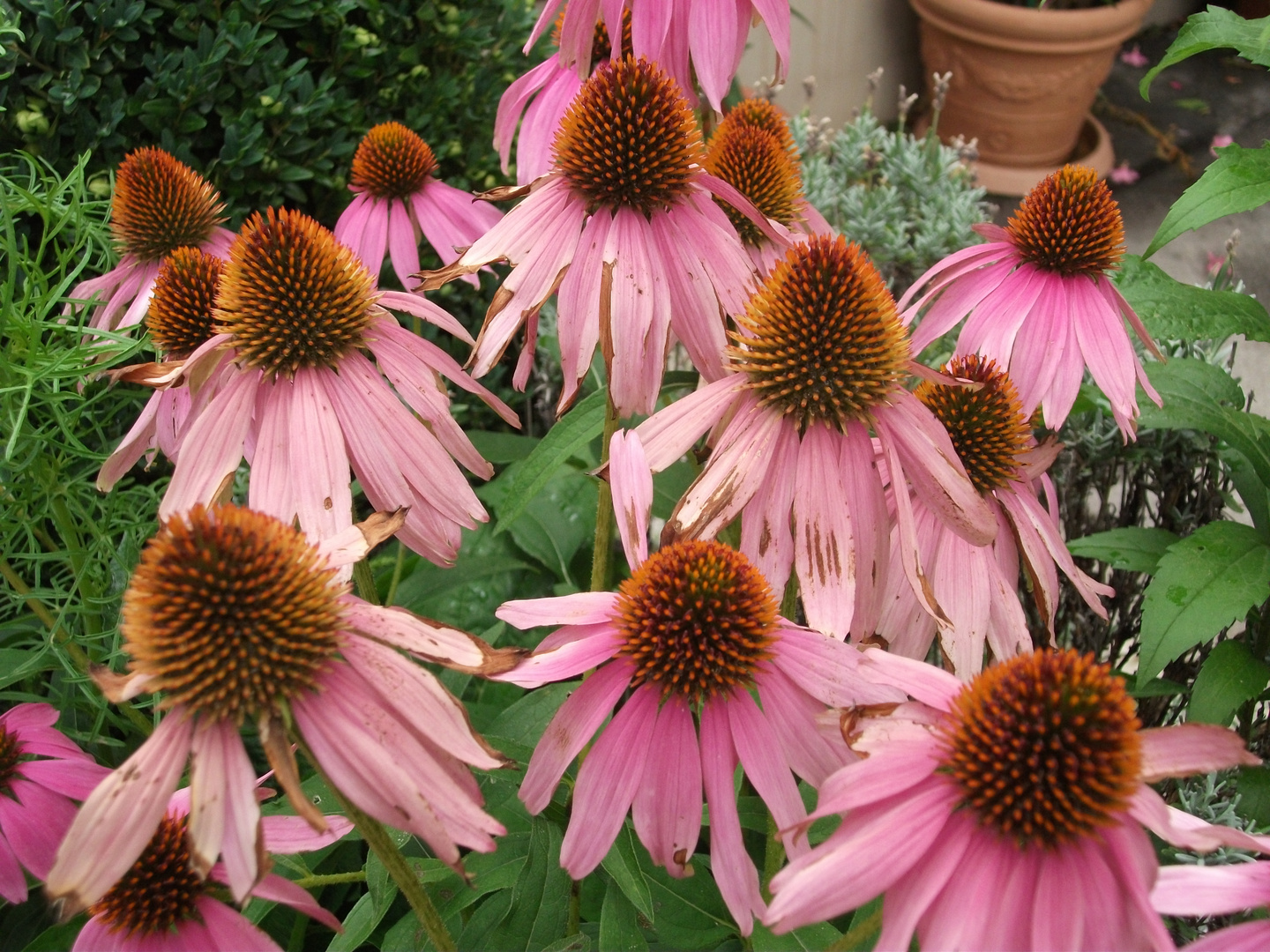 Too Opened Pink Flowers