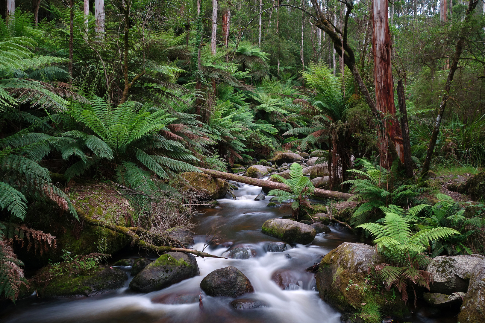 Toorongo River