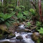 Toorongo River