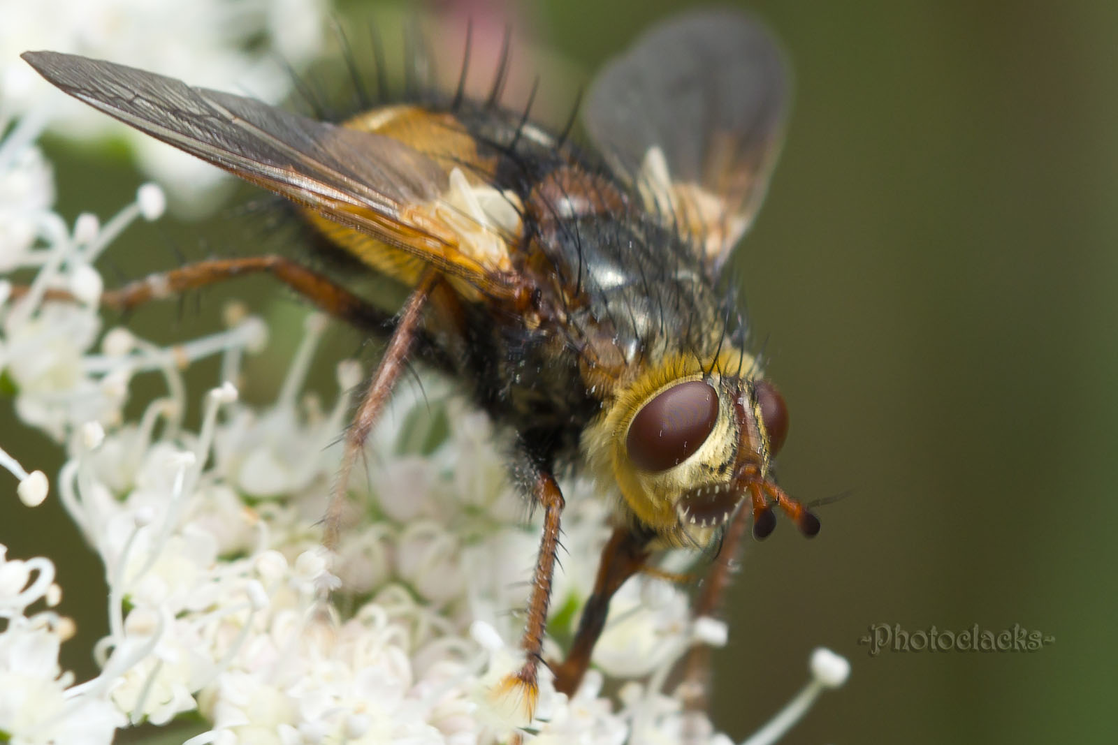 Toothed-Fly