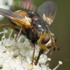 Toothed-Fly