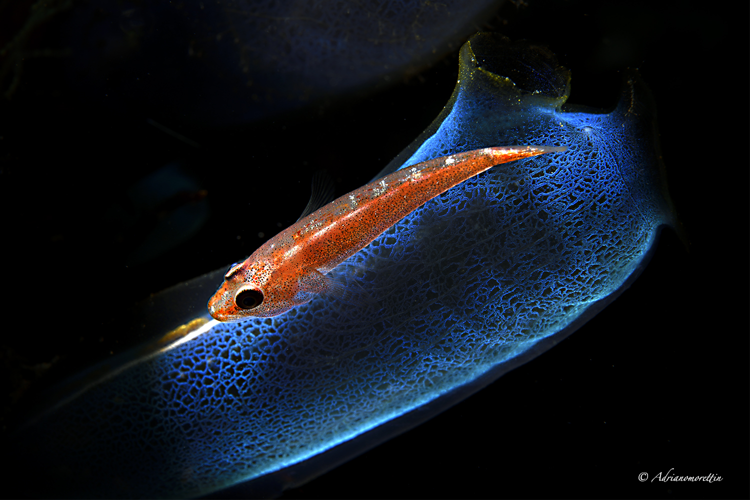 Toothy goby (Pleurosicya mossambica) on blue ascidian 4775