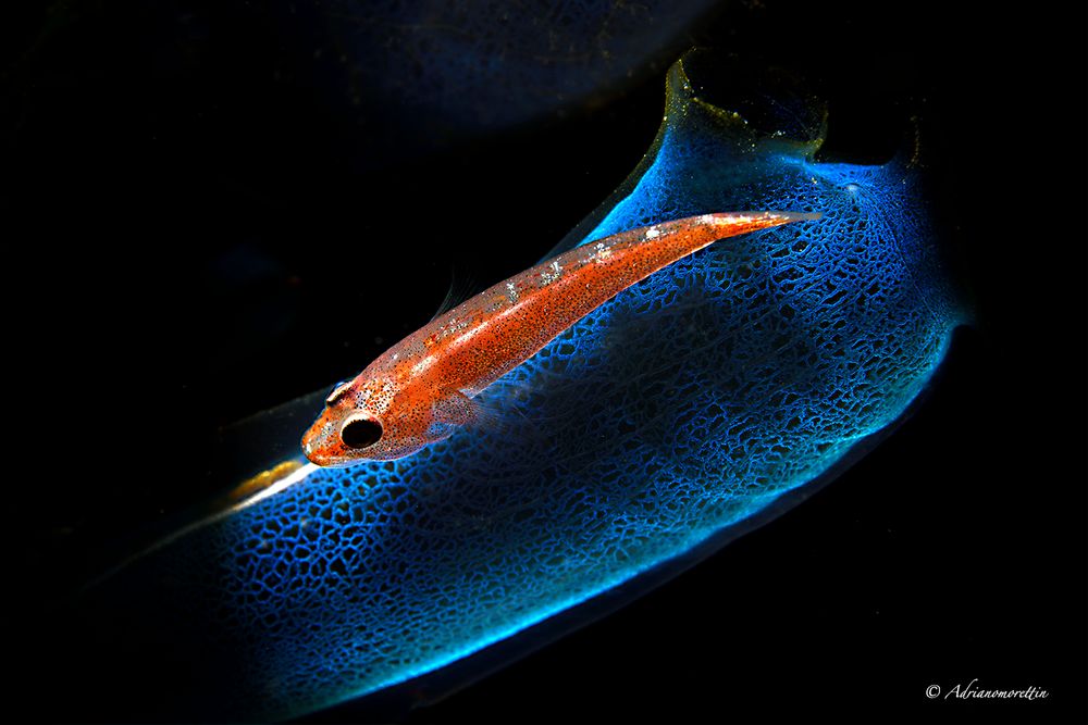 Toothy goby (Pleurosicya mossambica) on blue ascidian 4775