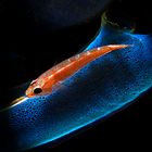 Toothy goby (Pleurosicya mossambica) on blue ascidian 4775