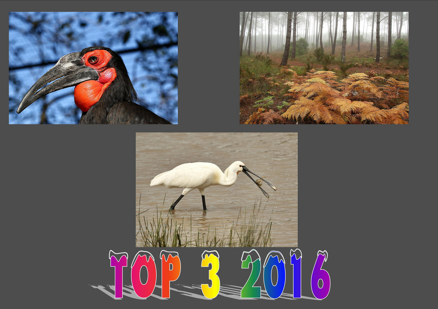 TOP  3   2016