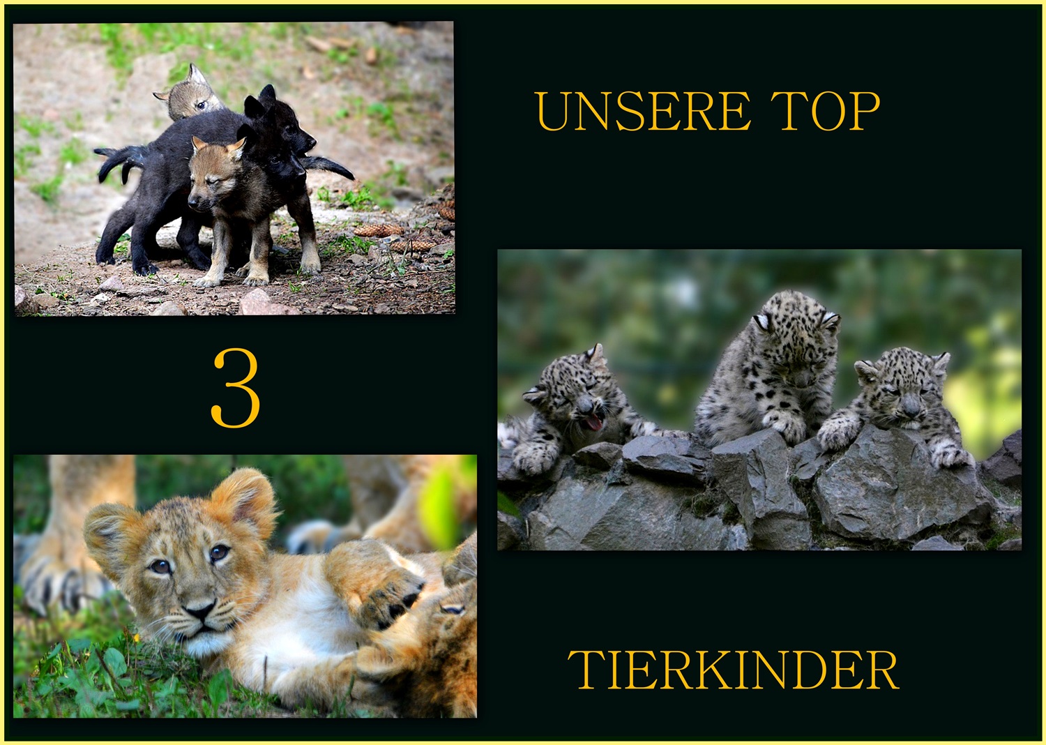 *TOP 3... Tierkinder*