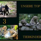 *TOP 3... Tierkinder*