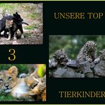 *TOP 3... Tierkinder*