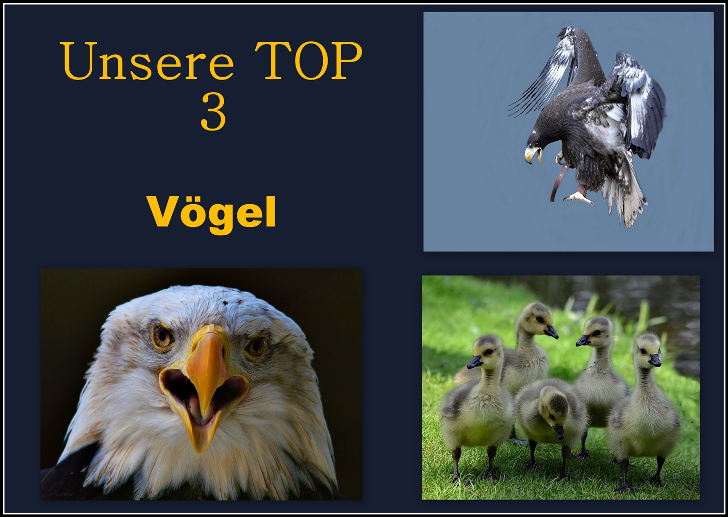 *TOP 3 ... Vögel*