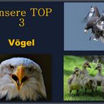 *TOP 3 ... Vögel*