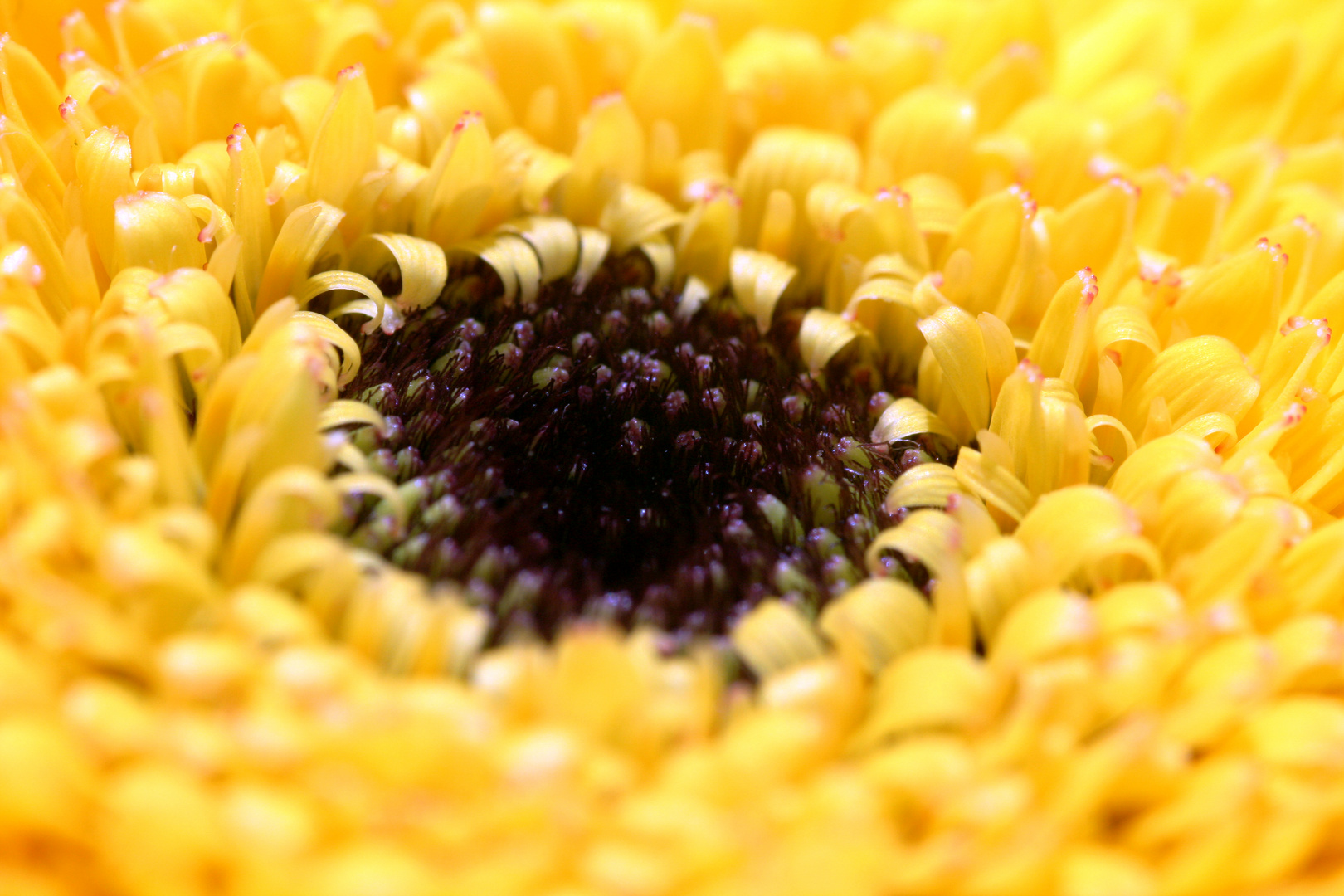 Top of Gerbera