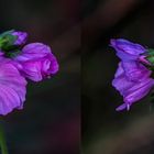 "TOPAZ DENOISE AI" - Vergleichsbild Blume