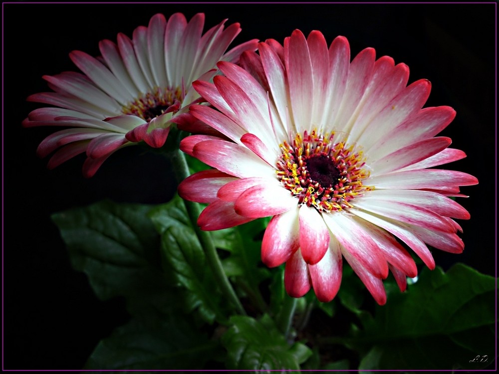 Topf Gerbera