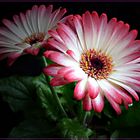 Topf Gerbera