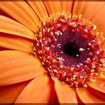 Topf Gerbera in orange