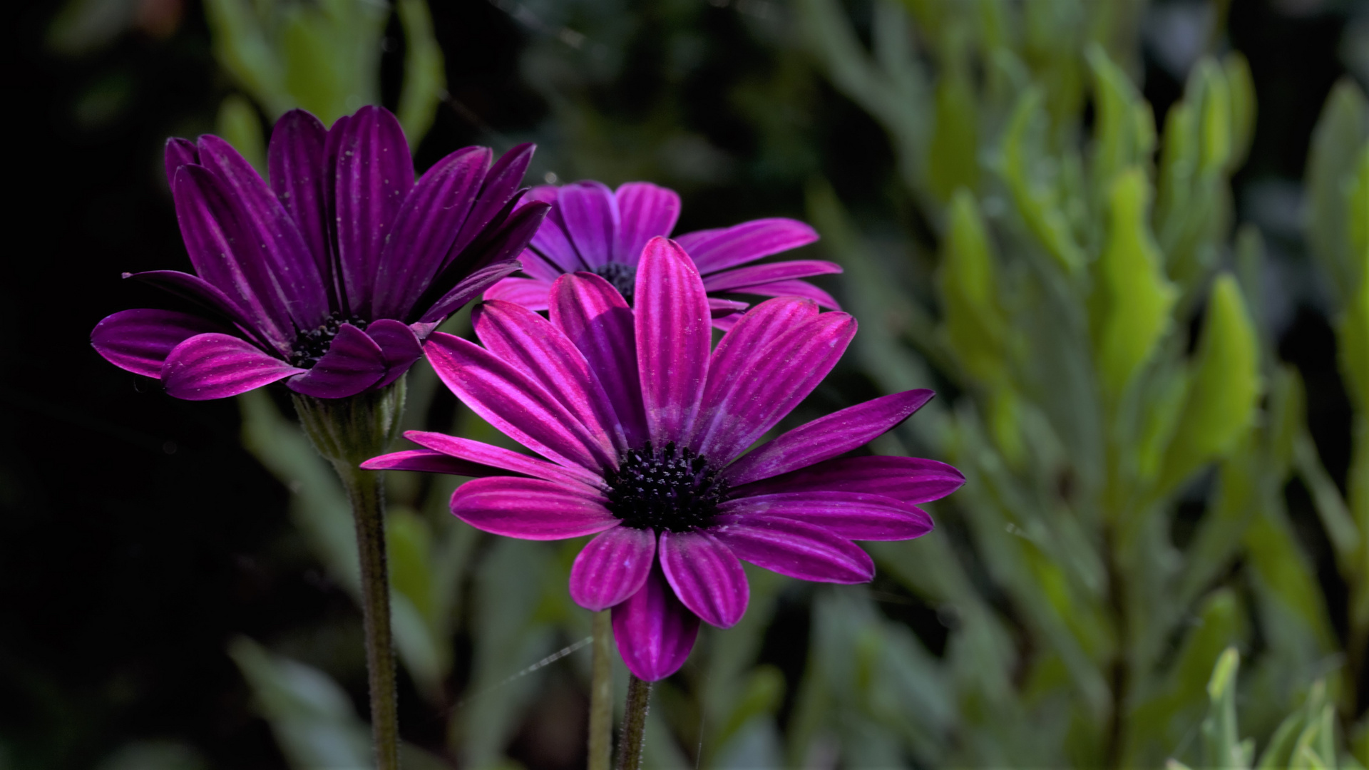 Topfblume a. d. Terrasse