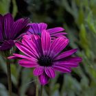 Topfblume a. d. Terrasse