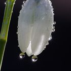 Topfen im Licht