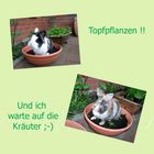 Topfpflanzen ;-))