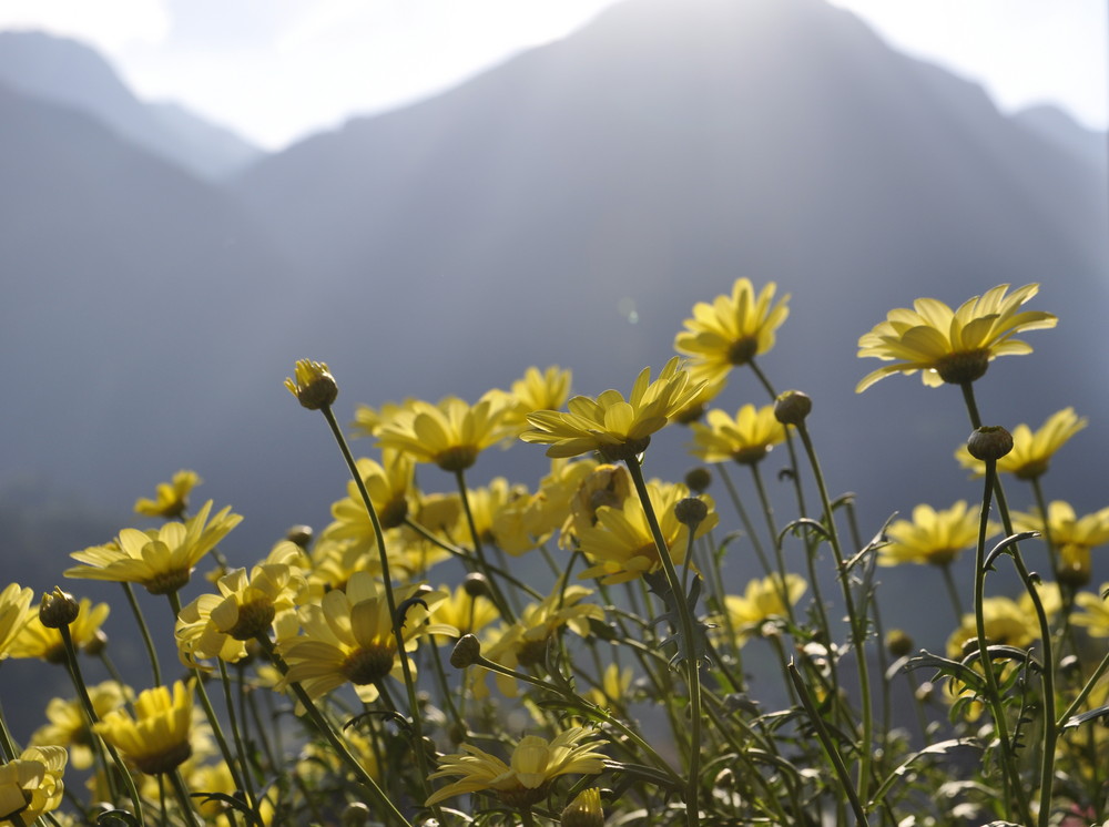 Topfpflanzen in der Abendsonne