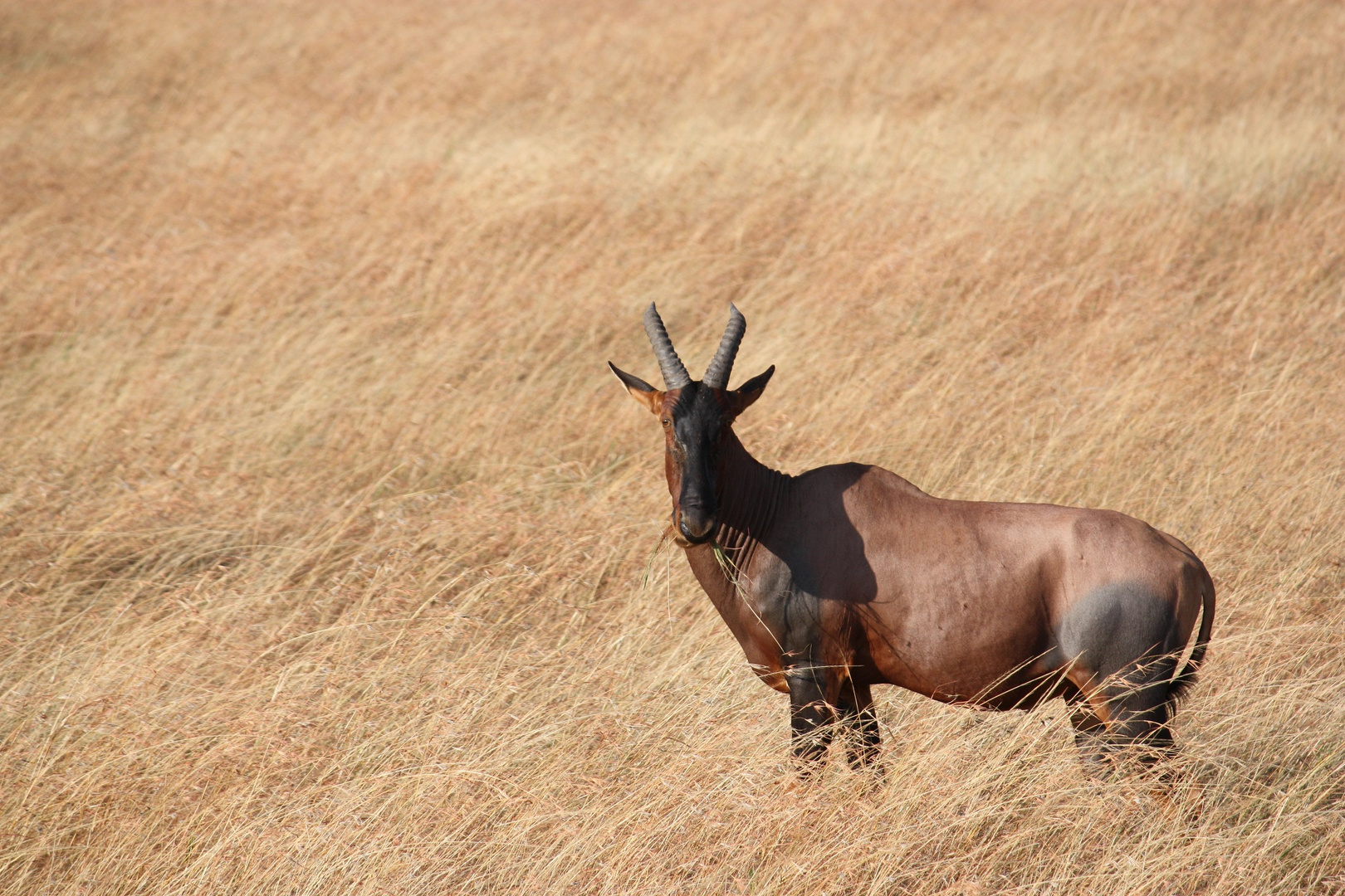 Topi