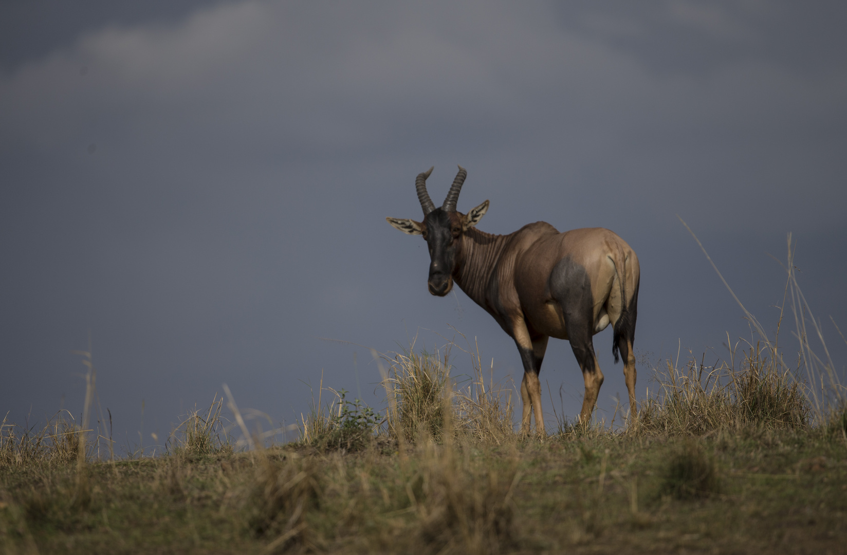 Topi Antilope