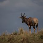 Topi Antilope