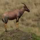 Topi Antilope