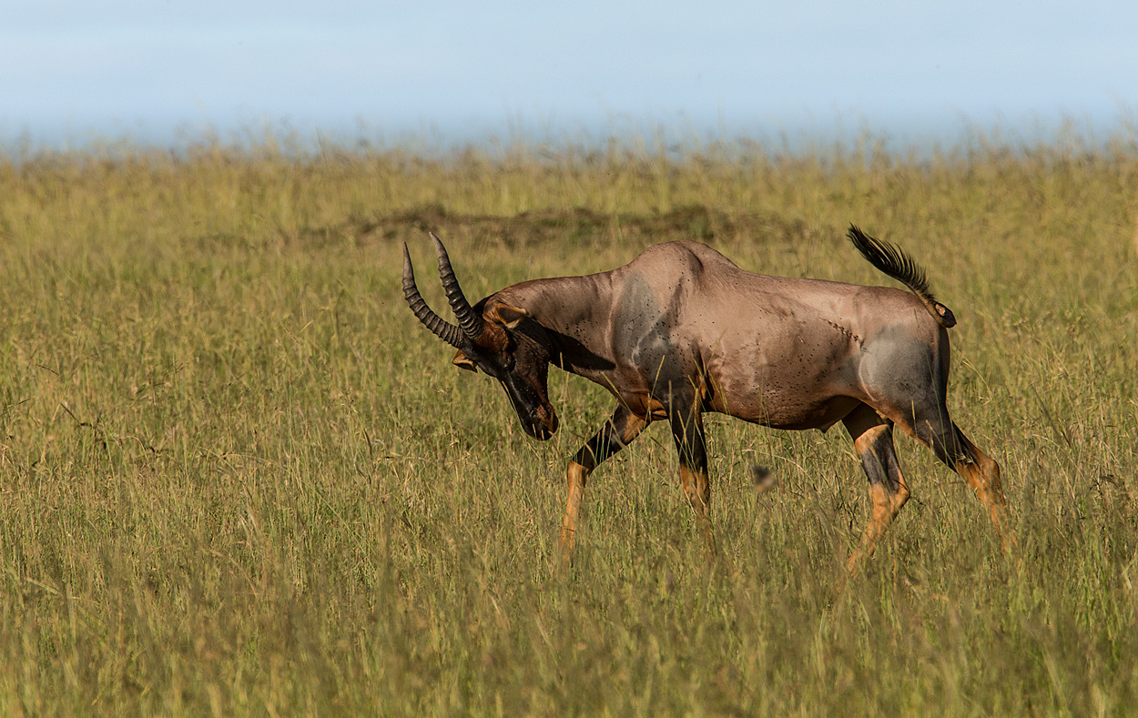 Topi Antilope