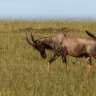 Topi Antilope