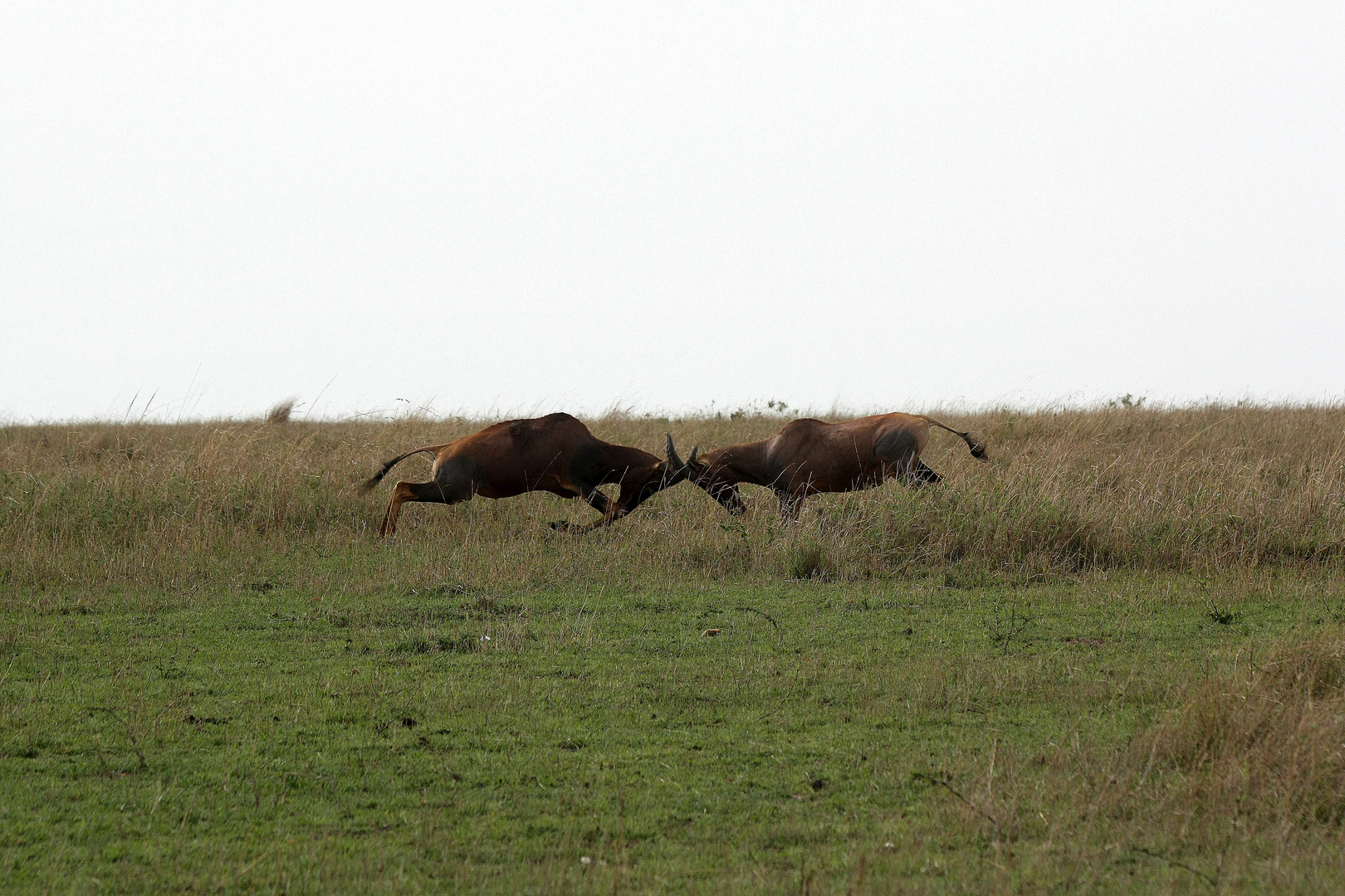 Topi Antilope - Damaliscus lunatus topi...