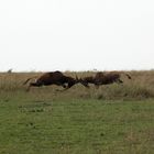 Topi Antilope - Damaliscus lunatus topi...