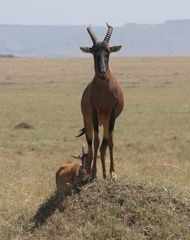 Topi Antilope - Damaliscus lunatus topi