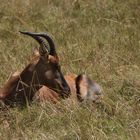 Topi Antilope - Damaliscus lunatus topi - männlich