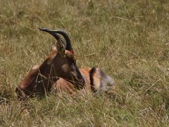 Topi Antilope - Damaliscus lunatus topi - männlich