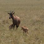 Topi Antilope mit Jungen