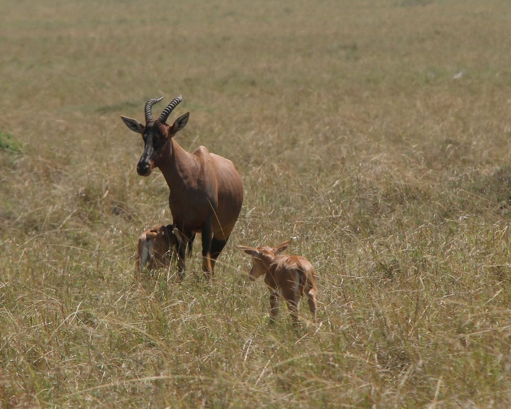Topi Antilope mit Jungen