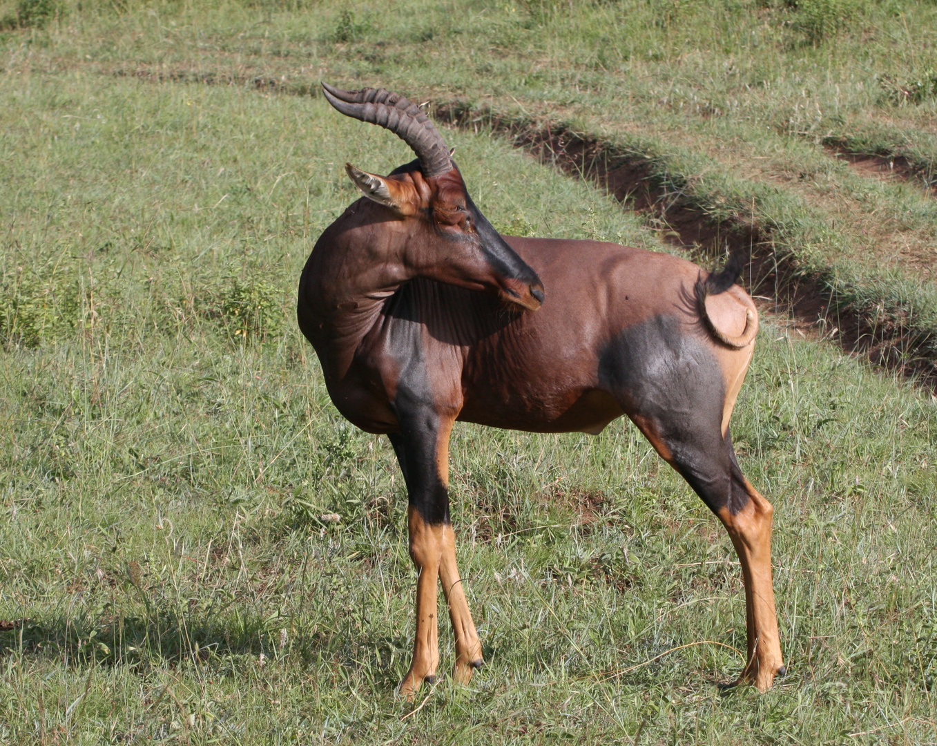 Topi Antilope_1