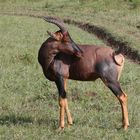 Topi Antilope_1