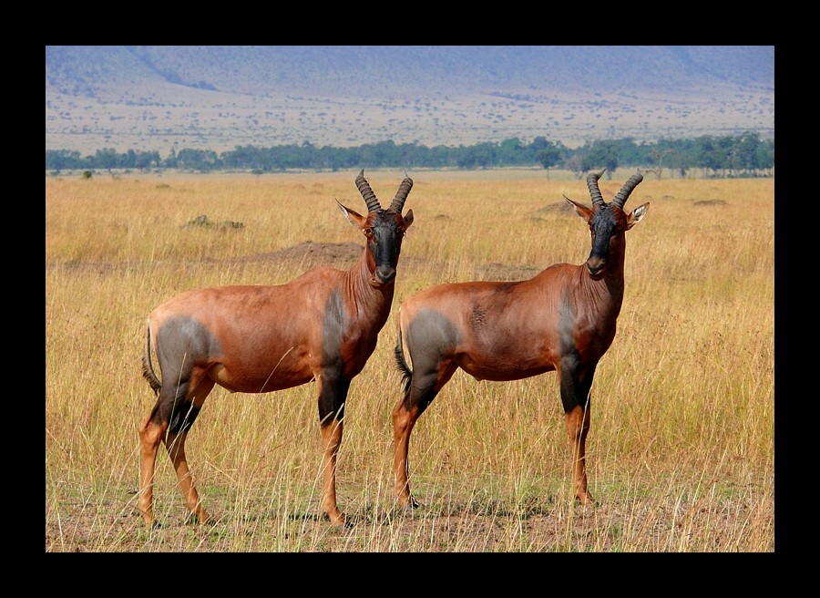 Topi (Damaliscus korrigum)